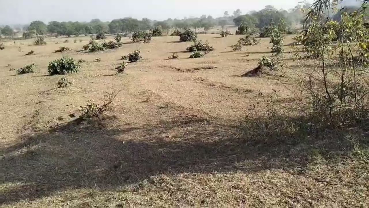 Cheap Agriculture Land for Sale in Odisha &ndash; 37 Acres Available!