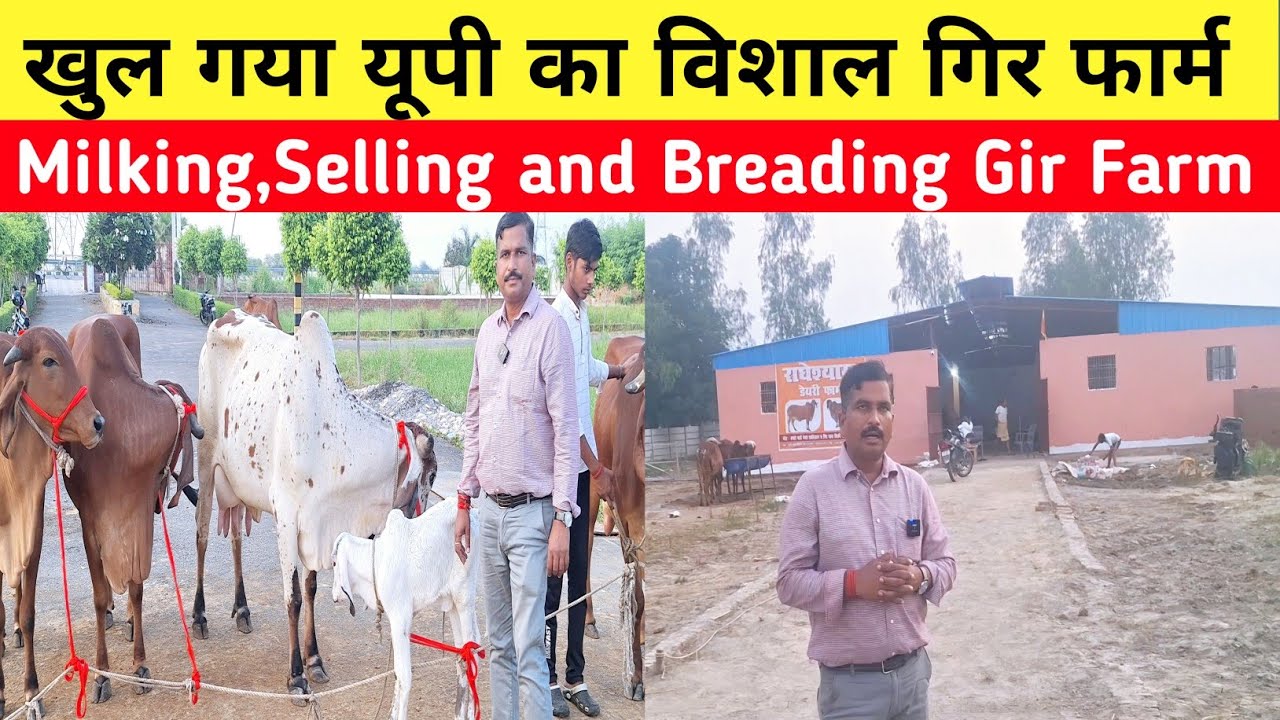🚩उत्तर प्रदेश का सबसे विशाल गिर फार्म जहाँ दूध,दूध से बने पदार्थ और गाय उपलब्ध कराई जाती हैं #cow 
