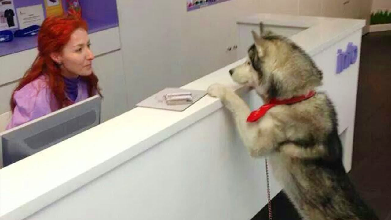 Perros HUSKY SIBERIANO   Videos mas CHISTOSOS del 2025🐶
