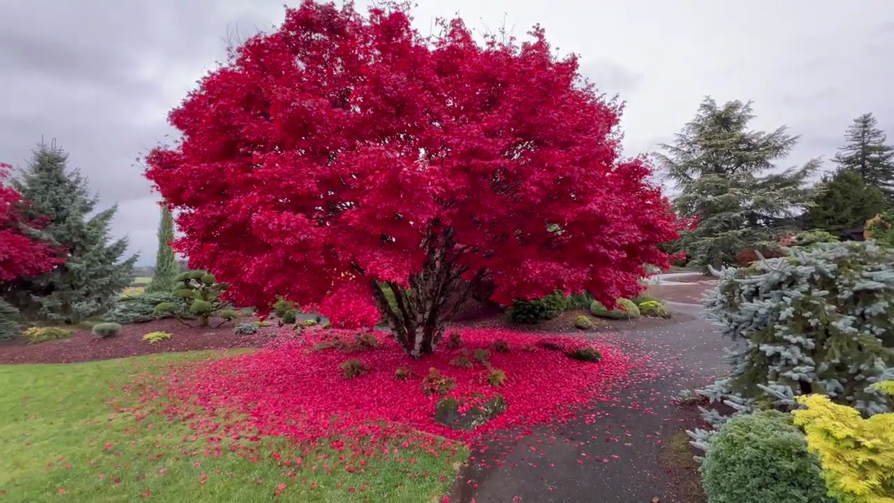 Fall Colors | Japanese Style Gardens | Rare Conifers and Mature Specimen Trees part 2 #japanesemaple