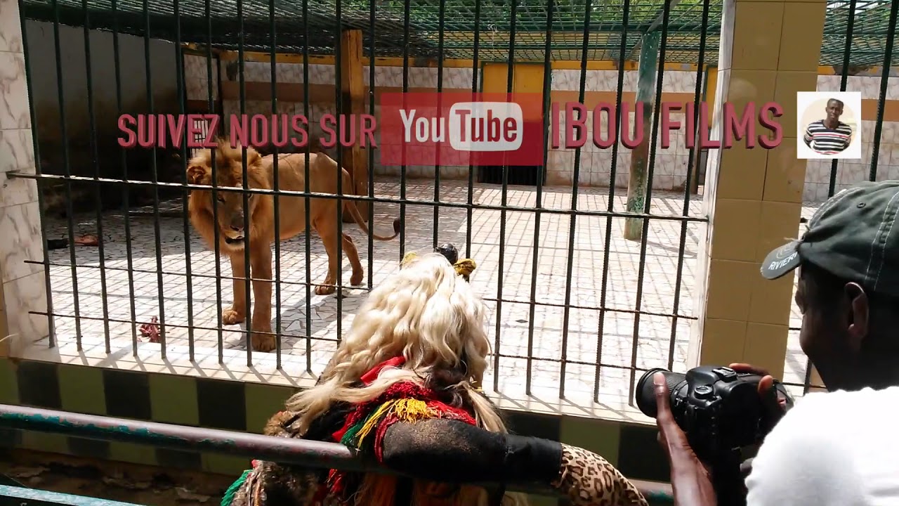 Quand le faux lion rencontre le vrai lion