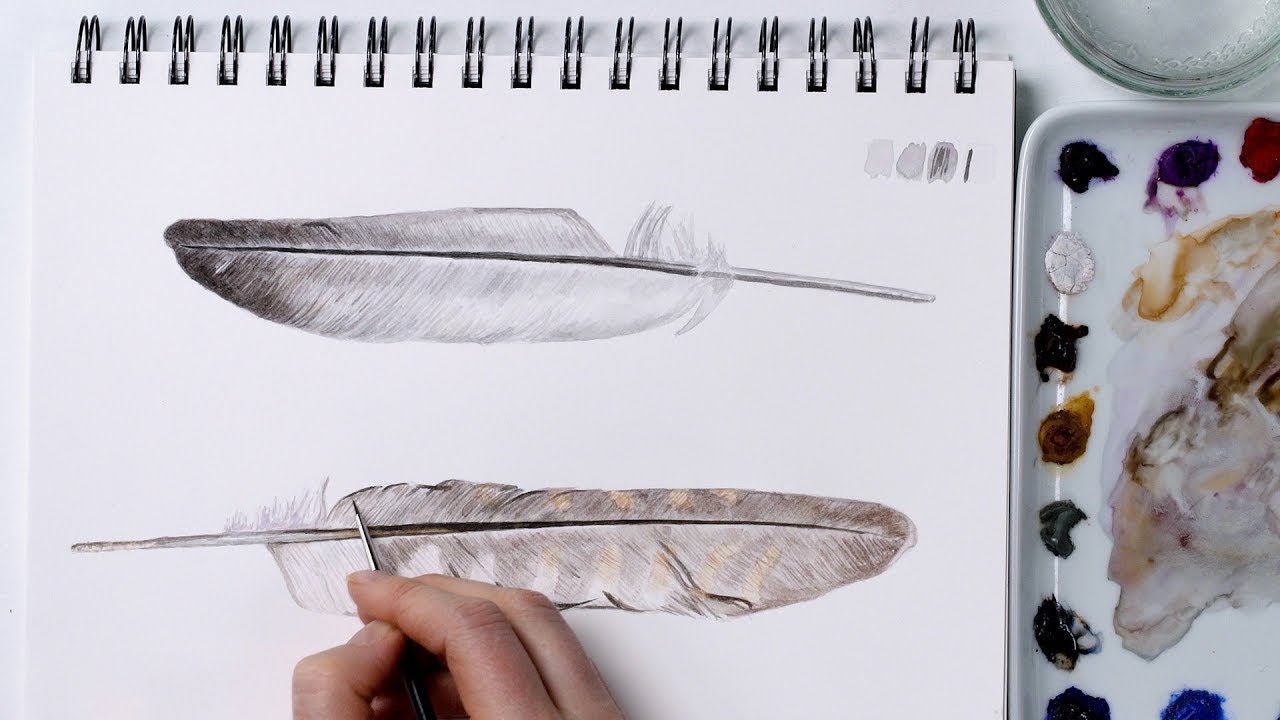 How to paint realistic feathers in watercolor with Anna Mason