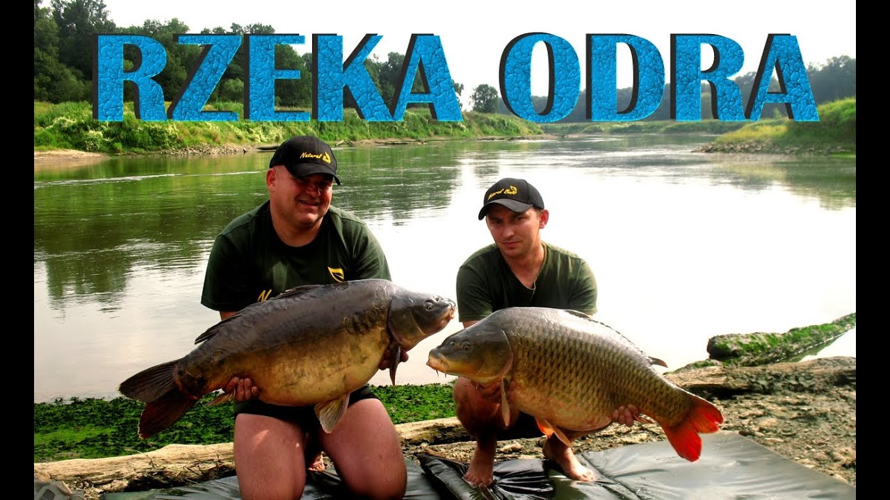 Rzeka Odra W Pogoni za Karpiem cz 3