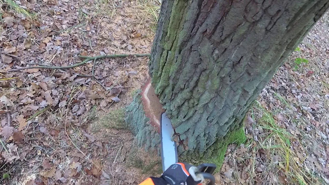 Felling a tree with Husqvarna 346Xp