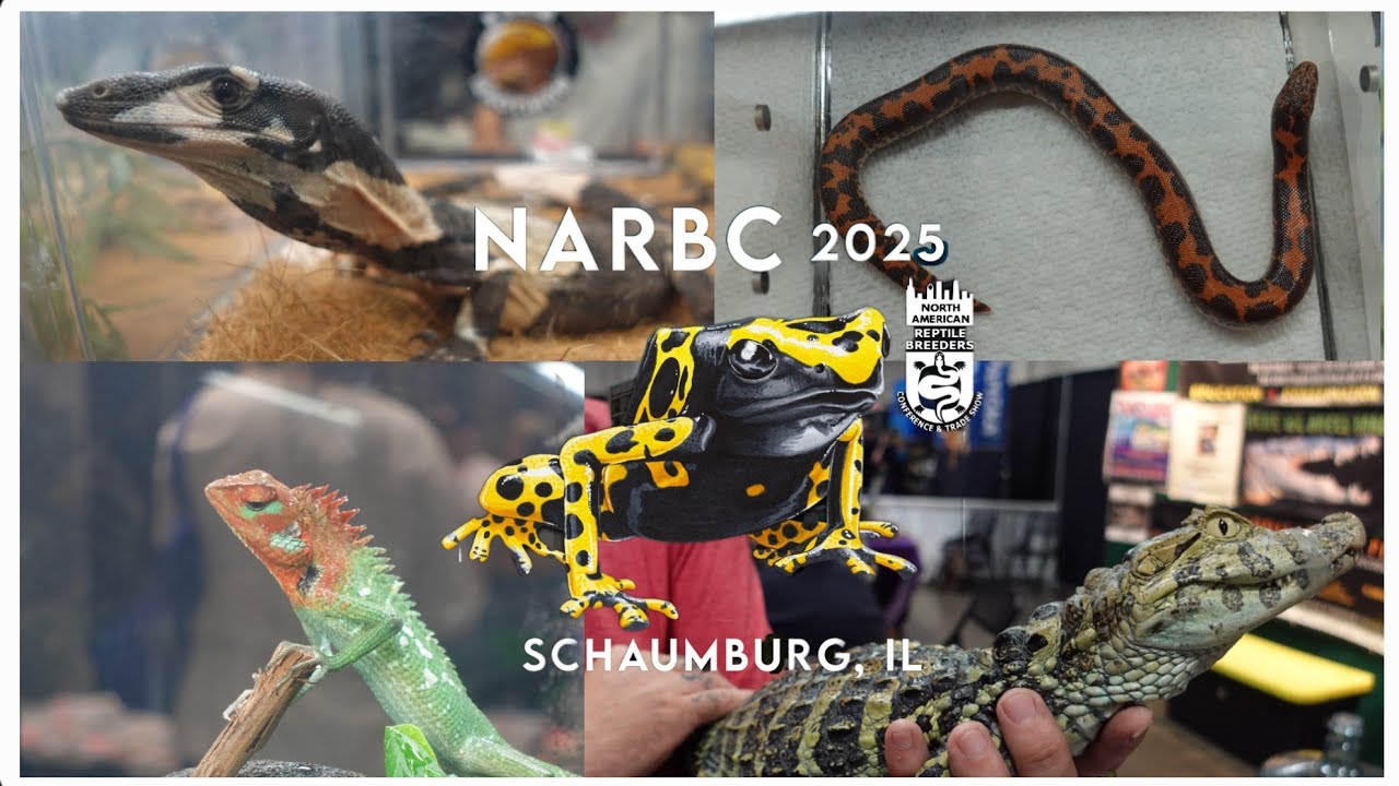 NARBC Schaumburg Show 2025!