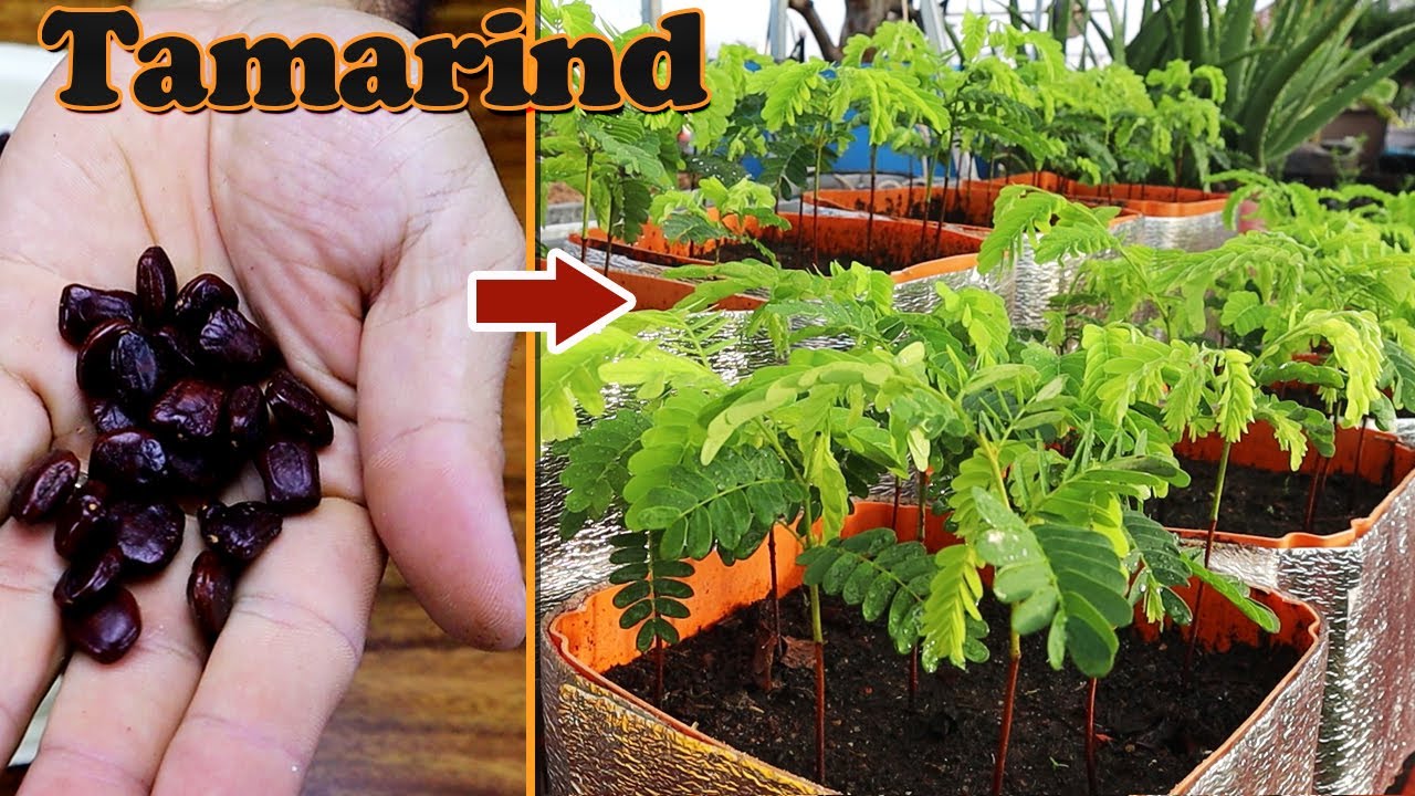 How to grow tamarind from seed to harvest on rooftop garden