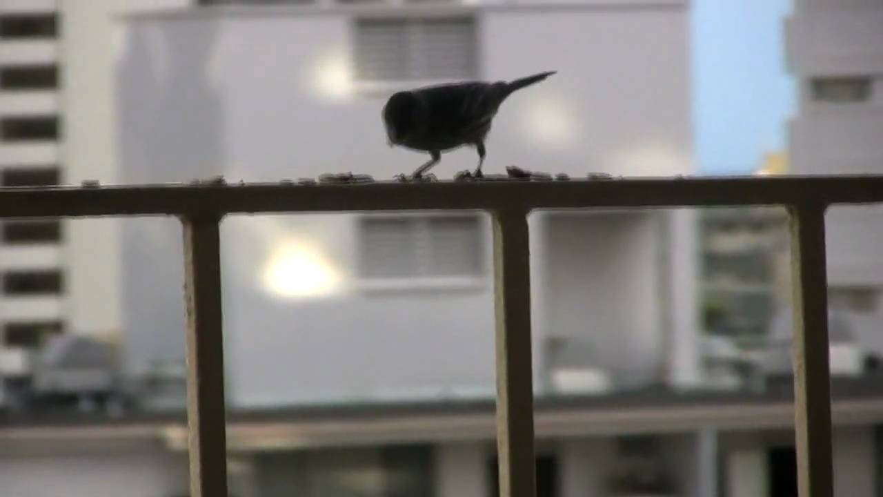 Canon HG10 Test Footage - Bird's Free Meal - Waikiki Beach