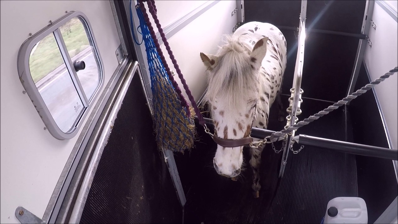 Domino Loading & Travelling - Go Pro as wireless horse trailer camera