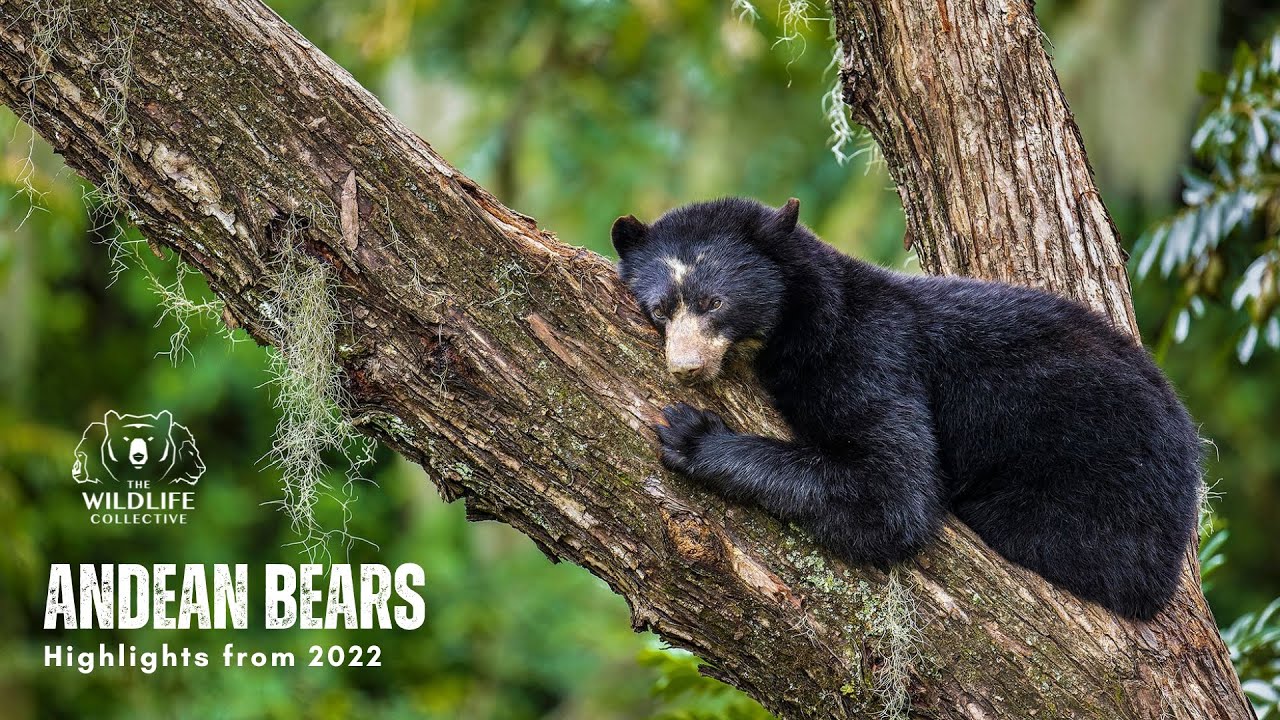 Andean Bears 2022