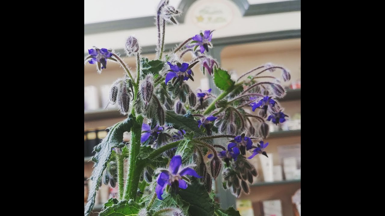 Borragine la pianta del buonumore e del coraggio.