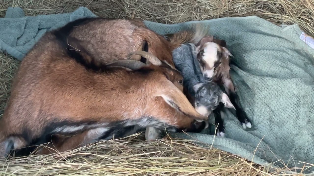 Goat birth - twins from Cecilia and Jude!