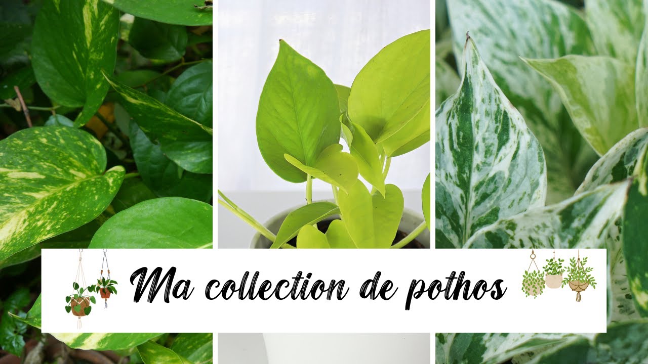 🌿Ma collection de pothos🌿 (entretien, substrat, arrosage) #plants #epipremnum #pothos