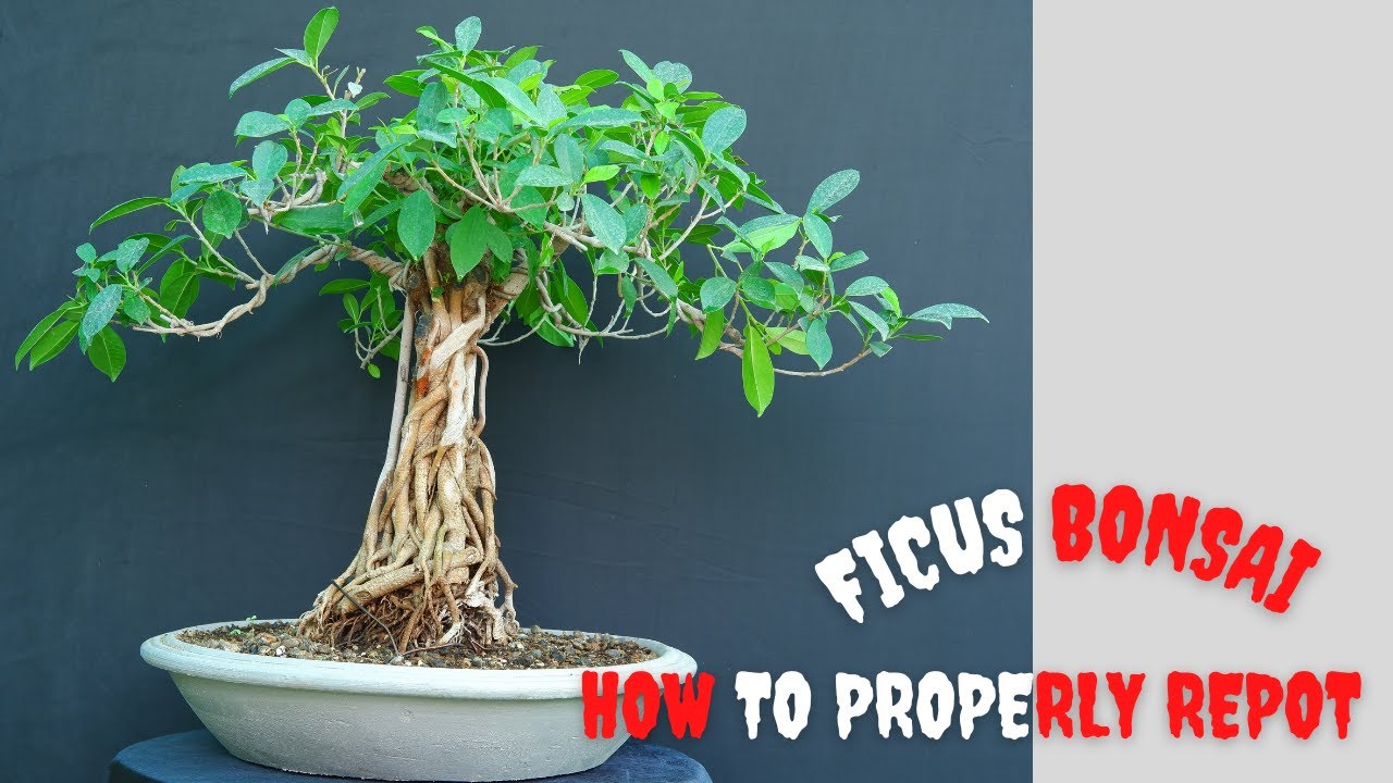 How to Properly Repot Ficus Bonsai Tree