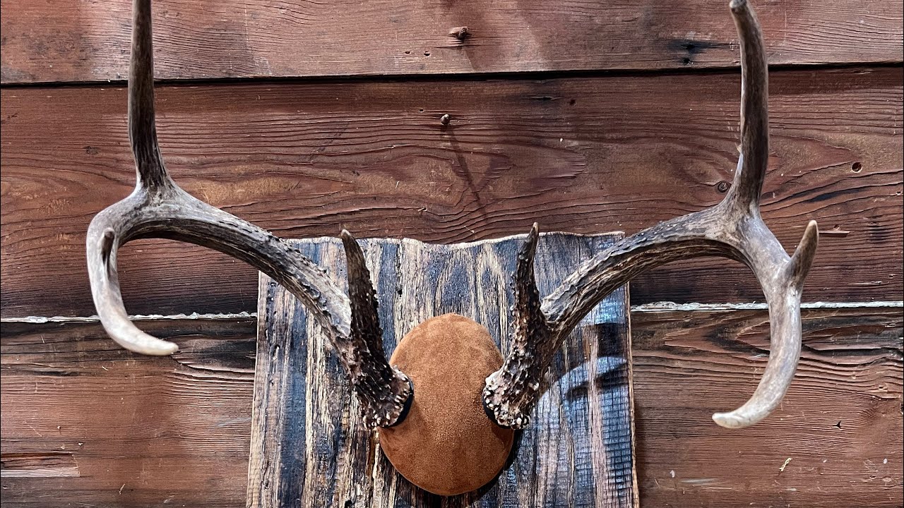Easy way to mount deer antlers!