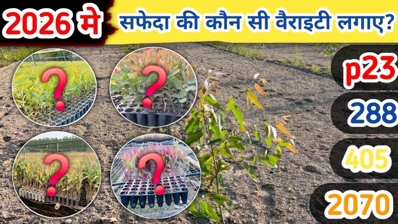 Safeda Farming 2026 🚜 | Ye 4 Varieties Lagayi To Profit Pakka 💰