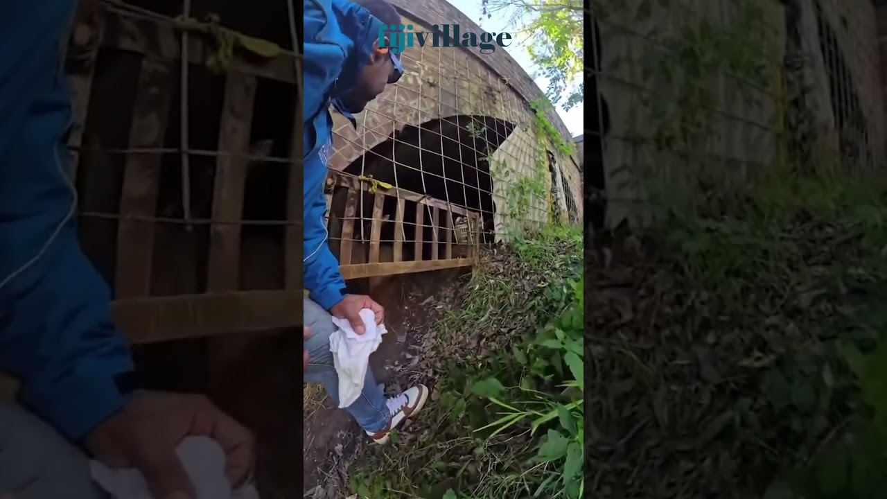 Concerning video emerges of homeless disengaged Fijian PALM Worker living under a bridge in Sydney