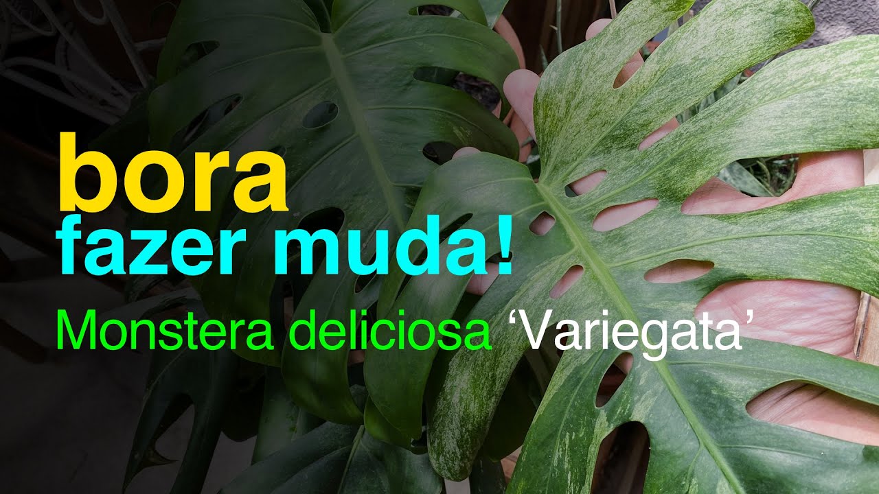 Mudas de Monstera deliciosa 'Variegata': Como Fazer | Parte 1 | Jardineiros Urbanos por Flay