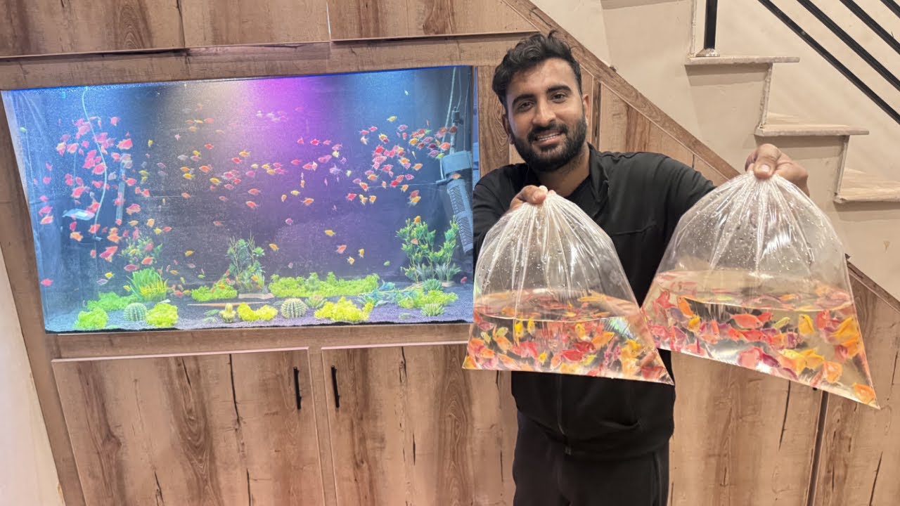 Ghr K Aquarium Ko Colour Fishes Se Bhr Diya😍