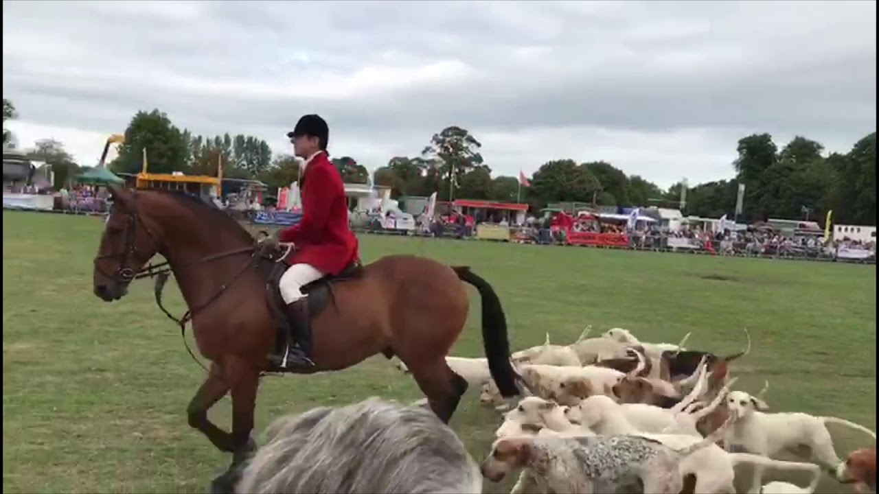 Hound Parade at the Online Agricultural Show, May 2020