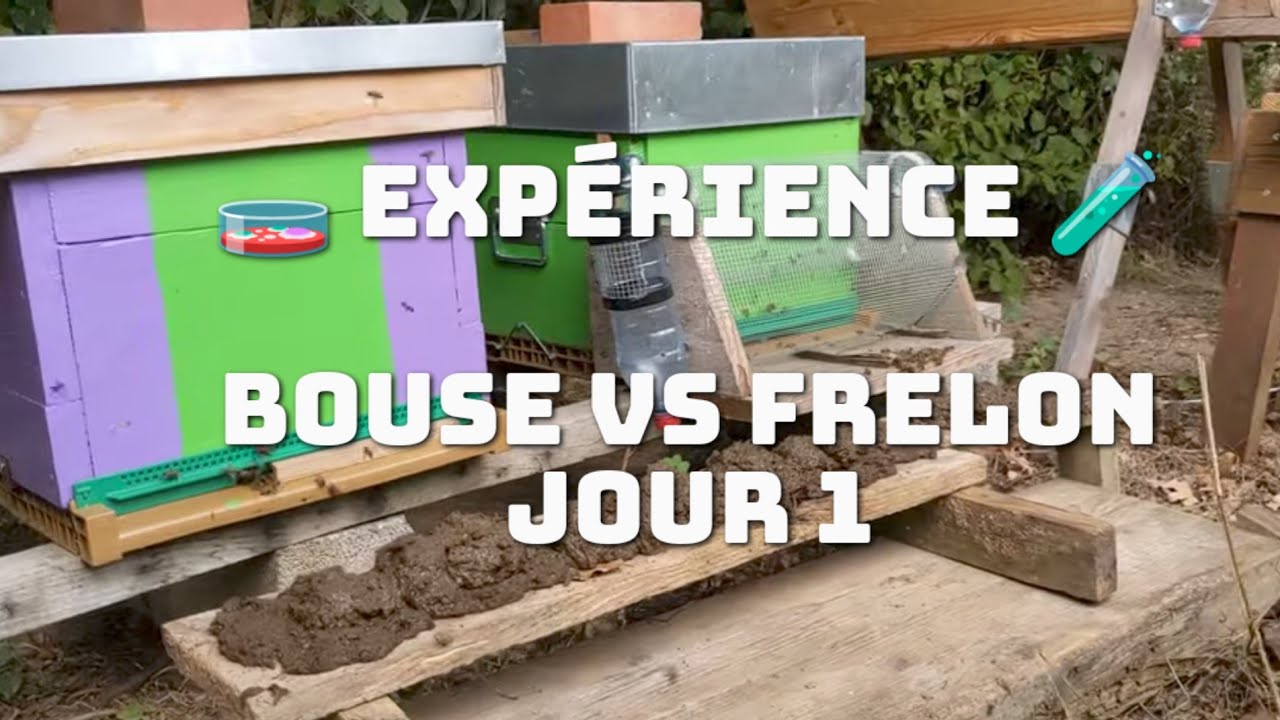 [🧫 EXPÉRIENCE 🧪] BOUSE 💩 contre FRELON - Jour 1