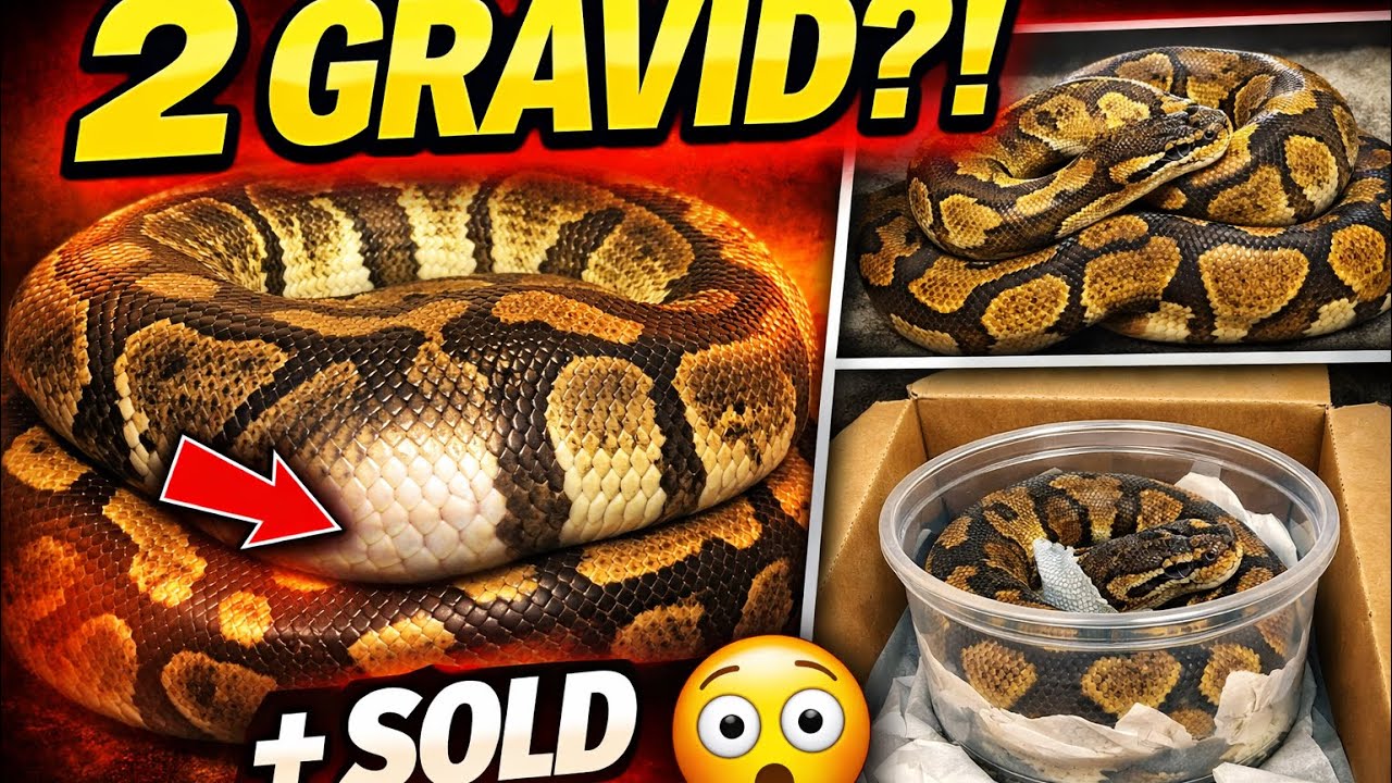 One Sold, Two Gravid?! HUGE Ball Python Update