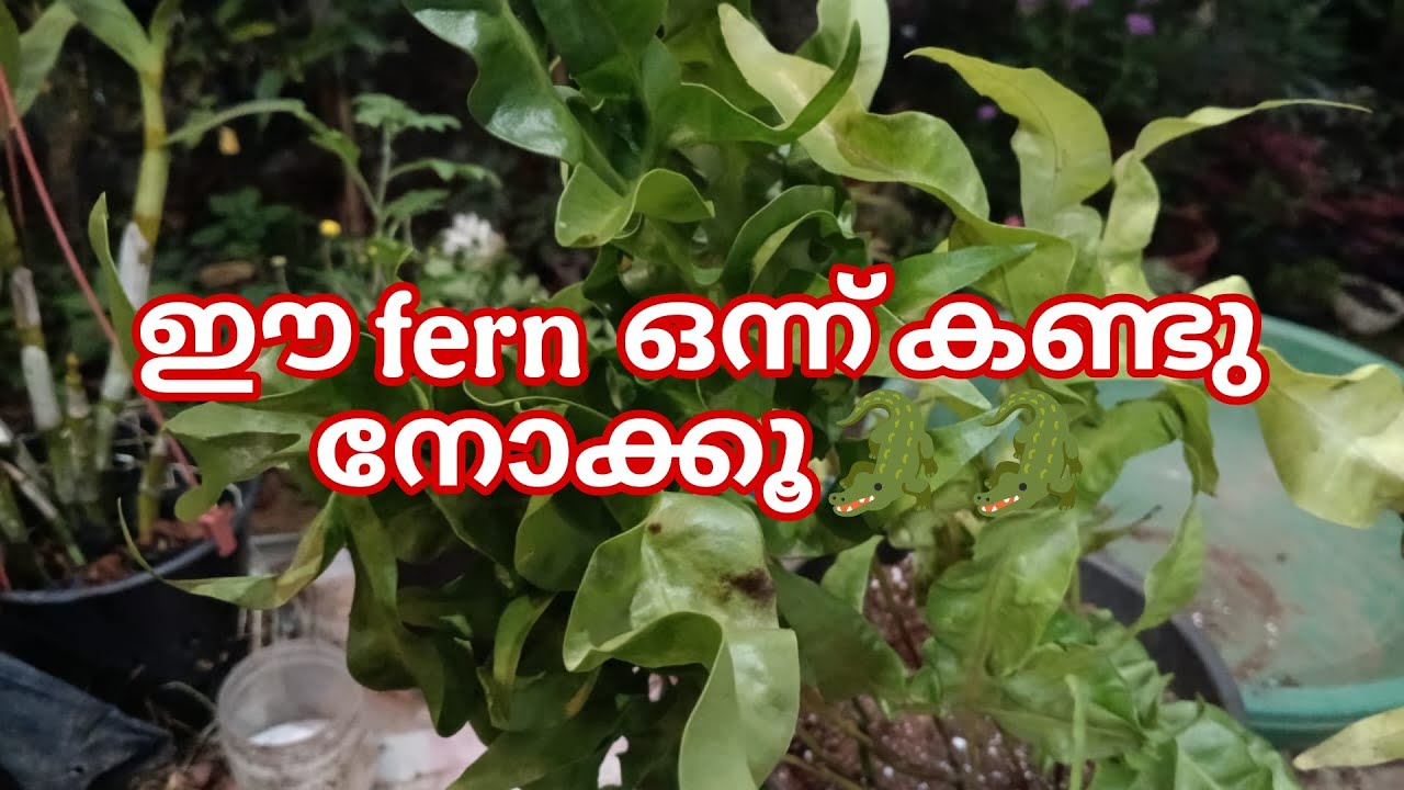 ഈ fern  ഒന്ന് കണ്ടു നോക്കൂ🐊🐊