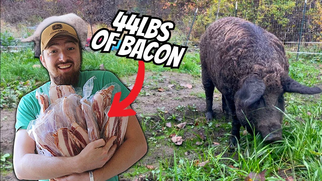 How Much MEAT We Got From 2 Mangalitsa PIGS