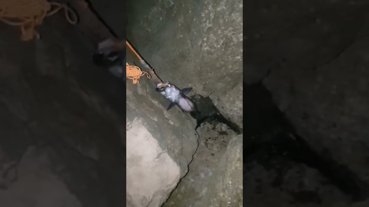 P&ecirc;cher le Congre           part 2