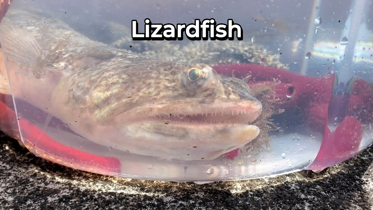 Lizardfish - T5 E2 - ENGLISH
