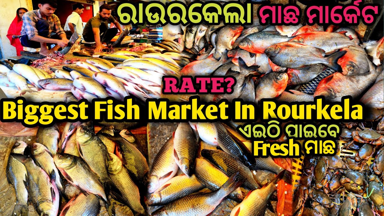 Biggest Fish Market In Rourkela|Daily Market Rourkela|Fish Market In Odisha|Seemanchal Vlogs