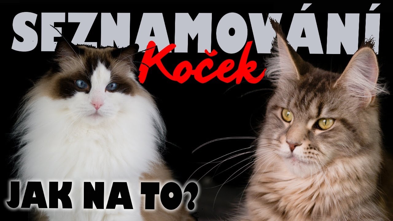 Jak sezn&aacute;mit kočky? // CAT-MANIA #14