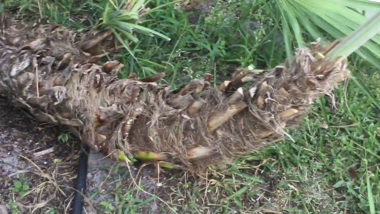 PS10 - Saw Palmetto - Cutting Off Some Old Leaves - April 23, 2025