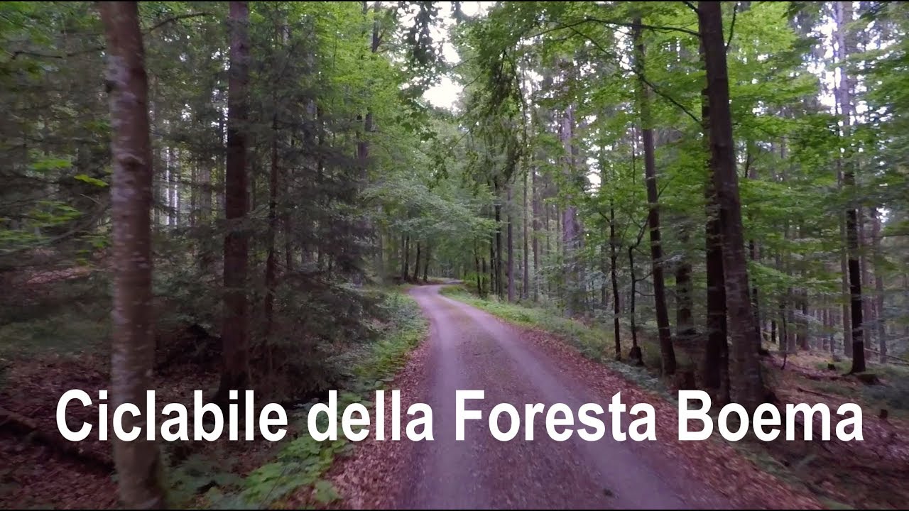 Pedalata nella Foresta Boema