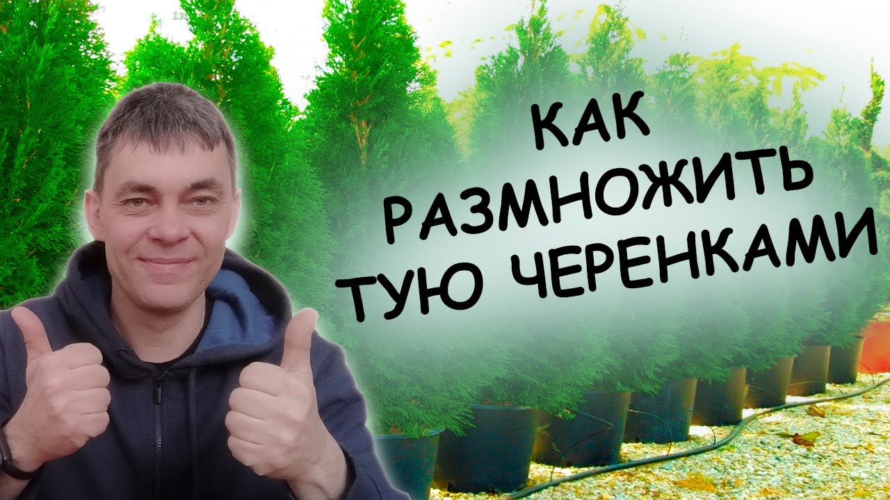 Черенки ТУИ пустят корни моментально! Как укоренить черенки ТУИ. Как размножать хвойники черенками.