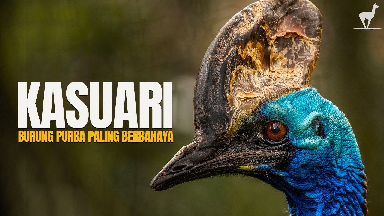 Kasuari: Monster Pendiam Hutan Papua yang Paling Berbahaya