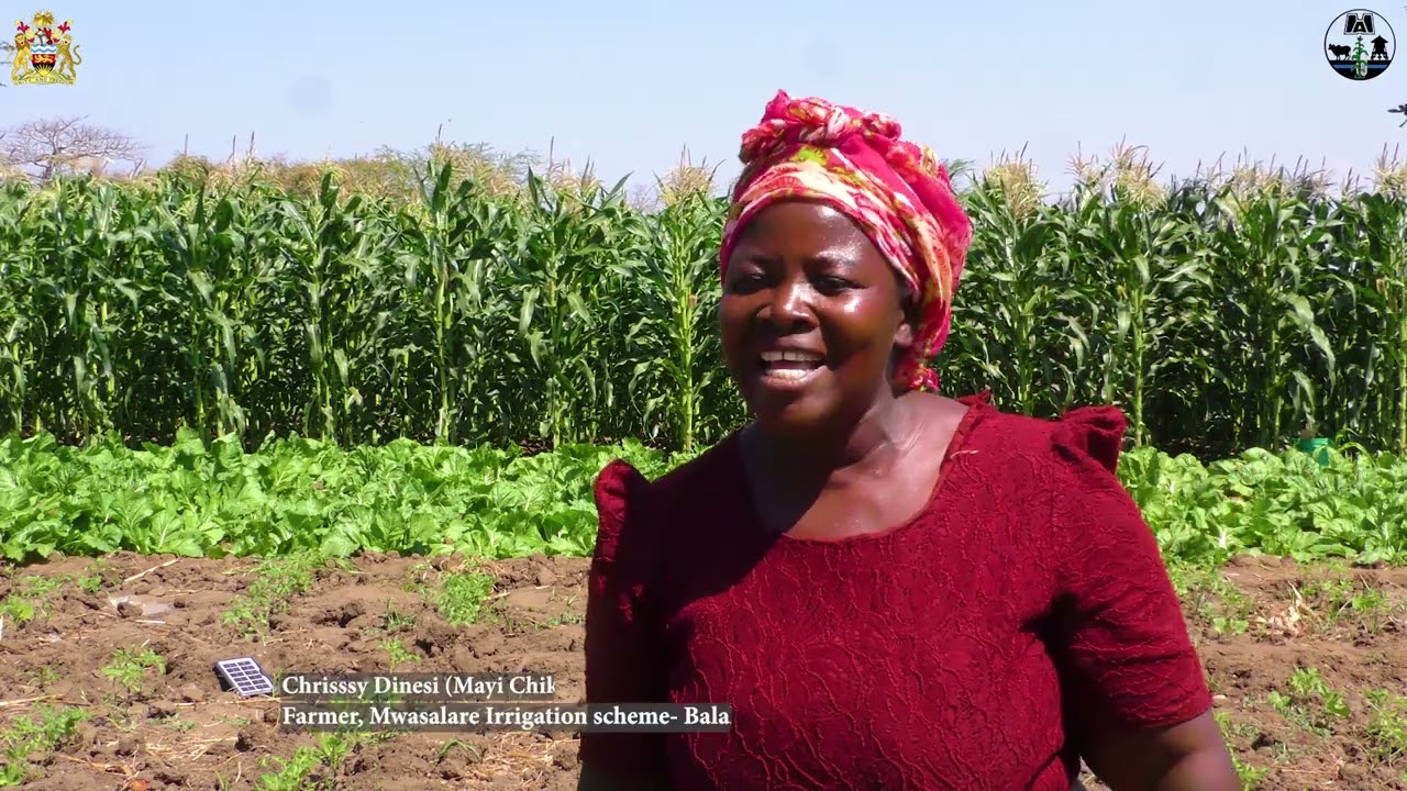 ULIMI WANTHILIRA KU MALAWI #irrigation #farming #malawi #africa 