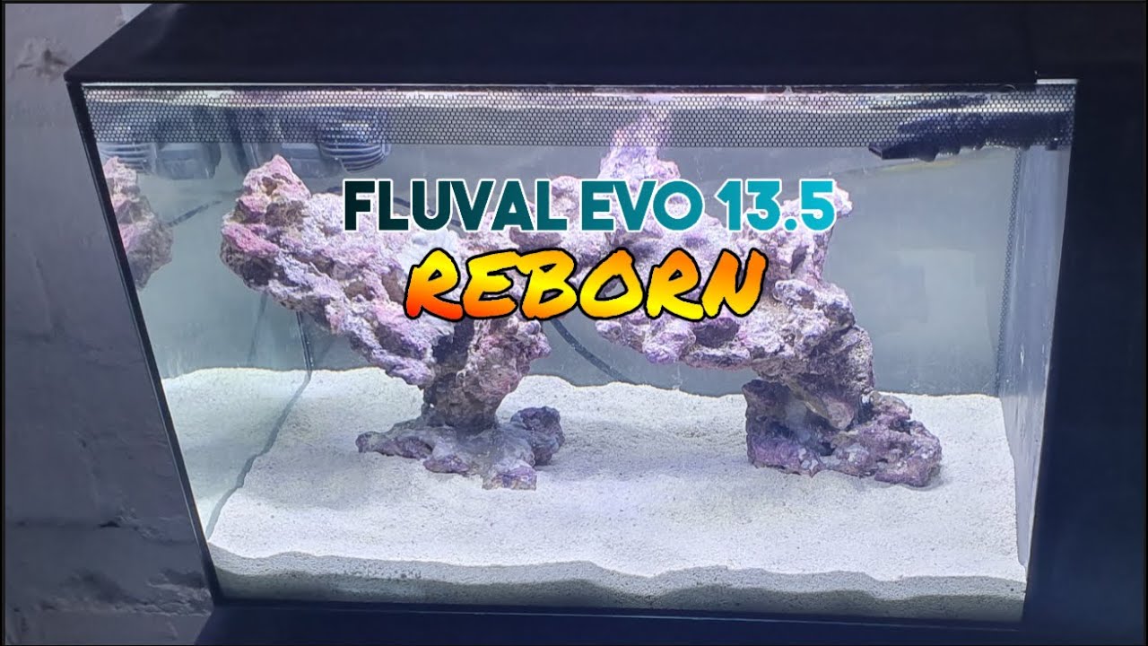 Fluval Evo 13.5 Reborn - The Set Up!