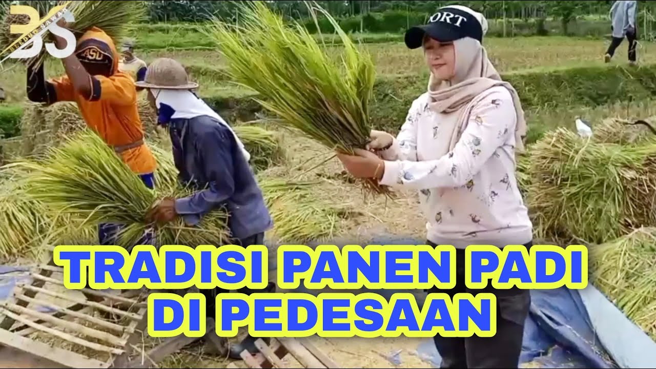 PROSES PANEN PADI SECARA MANUAL/TRADISIONAL || Manual or tradisional rice harvesting