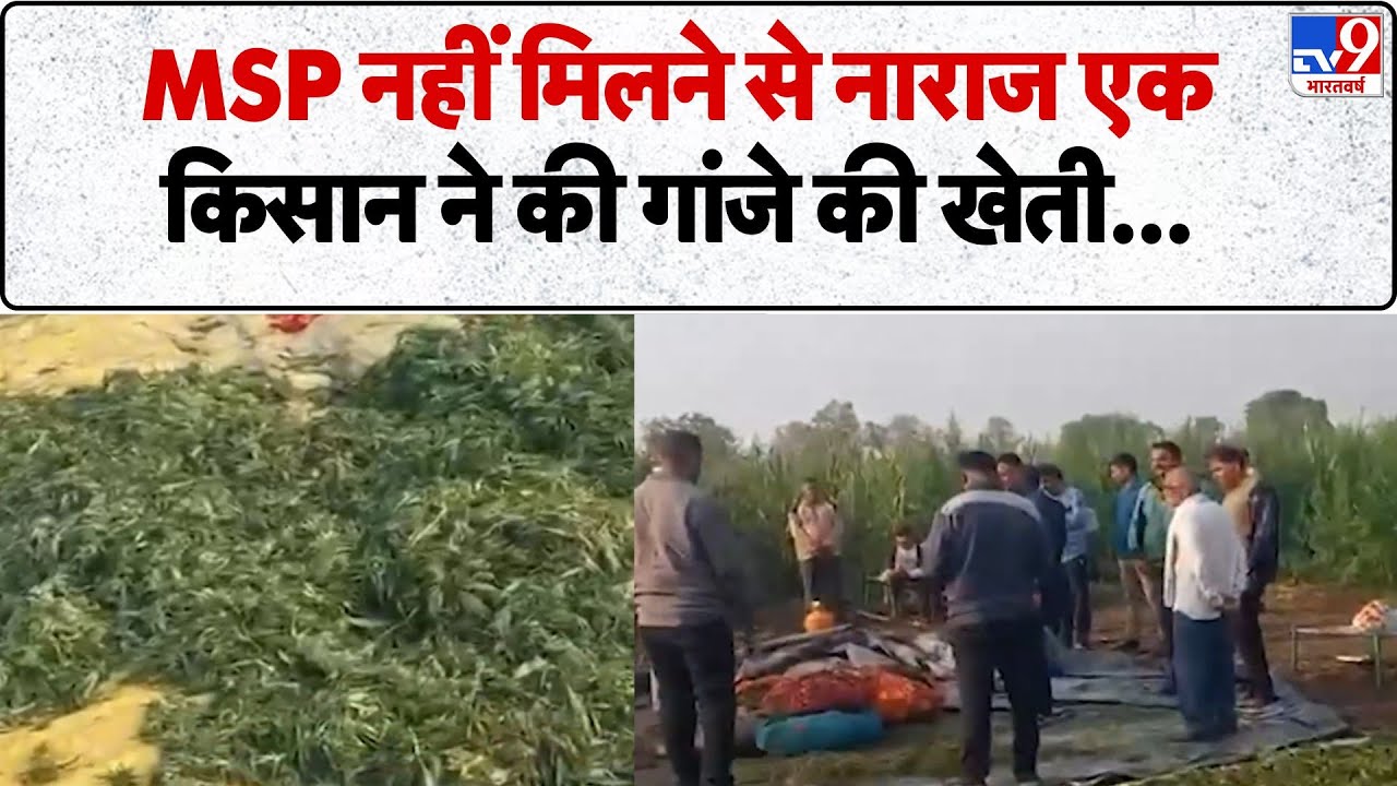 Maharshtra News: MSP नहीं मिलने से नाराज एक किसान ने की गांजे की खेती - TV9 | Jalgaon Police