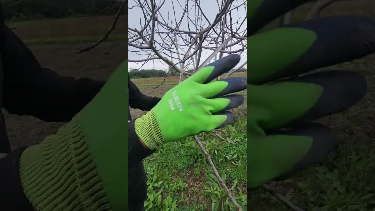 طريقة تقليم او زبر أشجار تين الباكور المنتج مرتين في السنة la taille de fig précoce 