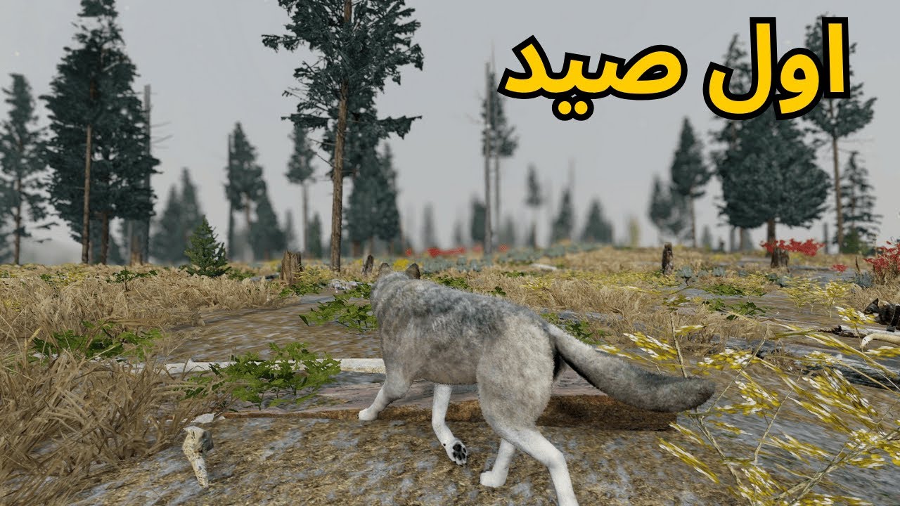حياة الذئب #1 البداية الصعبة...🐺🔥 - Wolf Quest