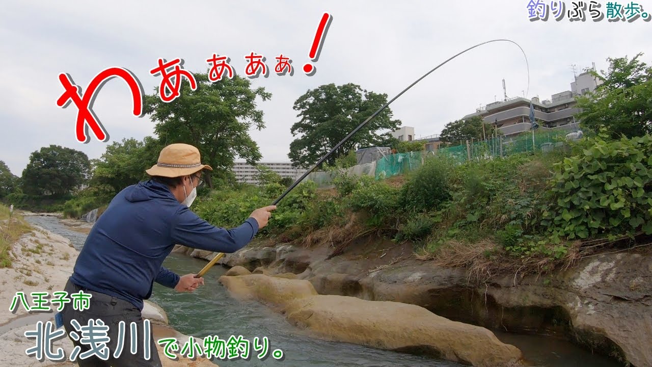 釣りぶら史上最大サイズの〇〇が釣れました！！   八王子市 北浅川で小物釣り。