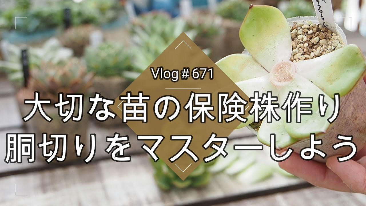 【Vlog671】【多肉植物】大切な苗の保険株作り🌱胴切りをマスターしよう【爆速増殖】