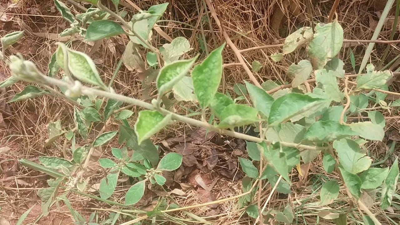Kafugankande Omusajja Wo Mugobeeko Abakazi Abalala N'Eddagala Lino Wenywereze Mu Maka