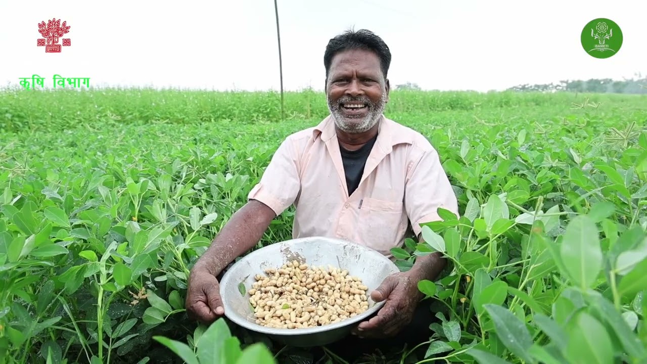 Purnea Mungfali ki kheti