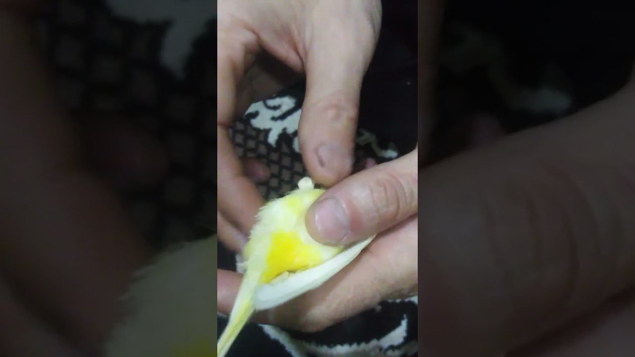 kanareykani erkak yoki ayolligini bilish, 😱