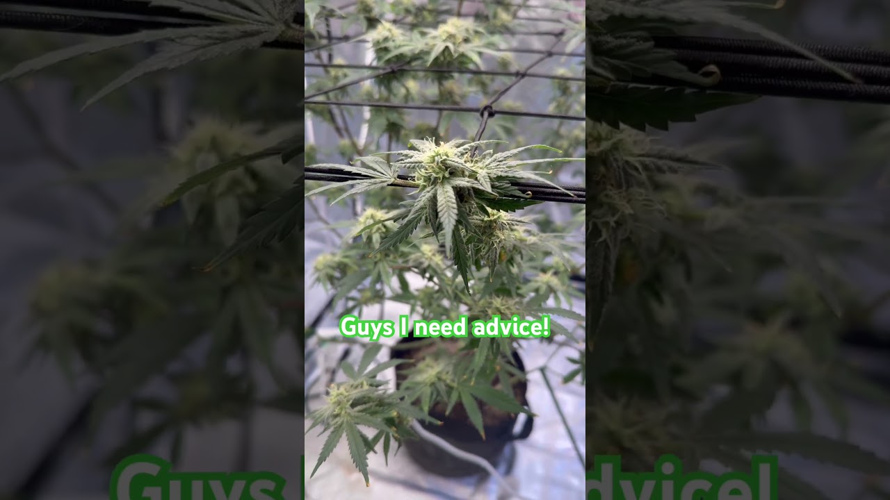 Can any growmies help me out? 