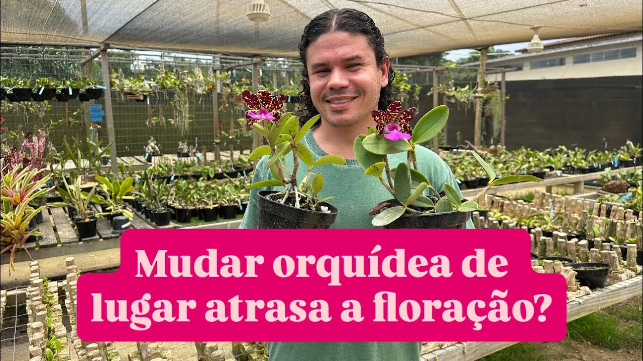 Posso mudar orquídea de lugar no orquidário?