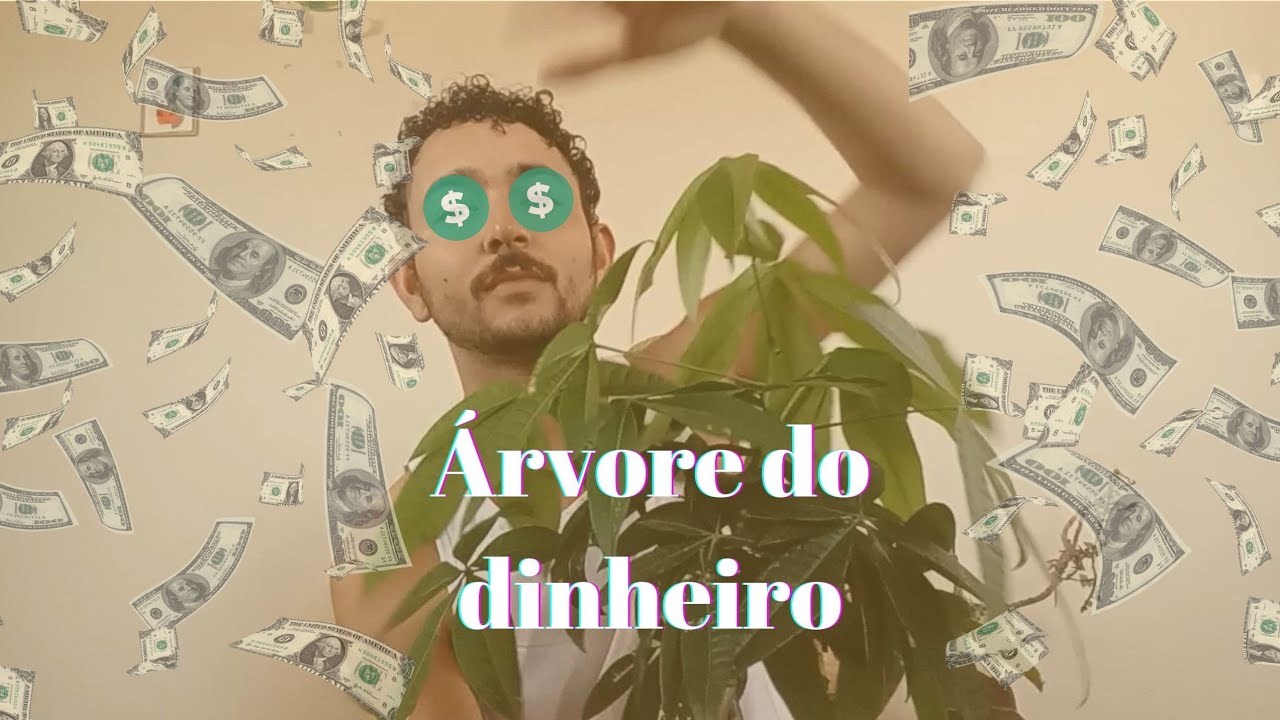 Como cultivar Árvore do Dinheiro / Pachira Aquática