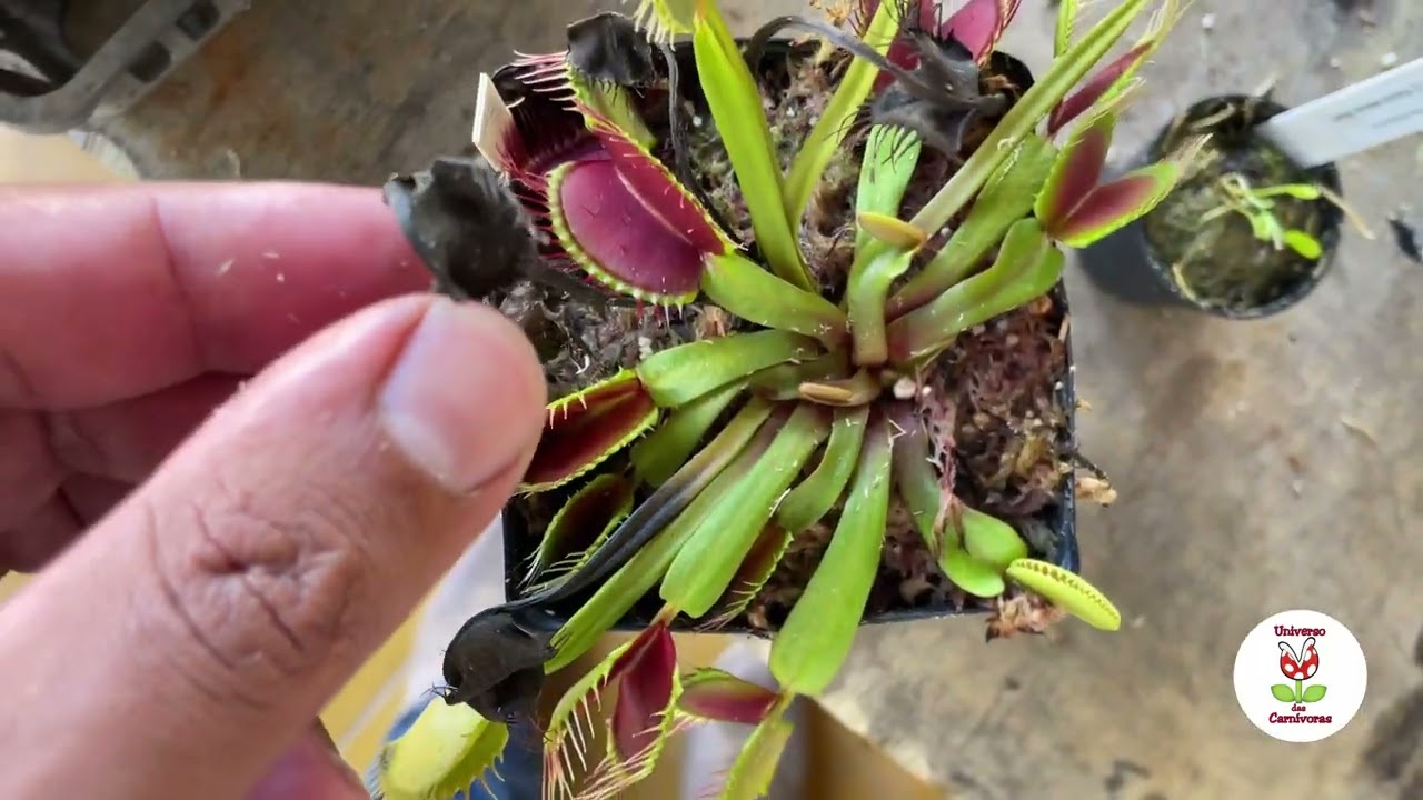 Como aclimatar planta carnívora Dionaea